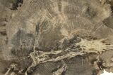 Polished Petrified Wood (Dicot) Round - Texas #289416-1